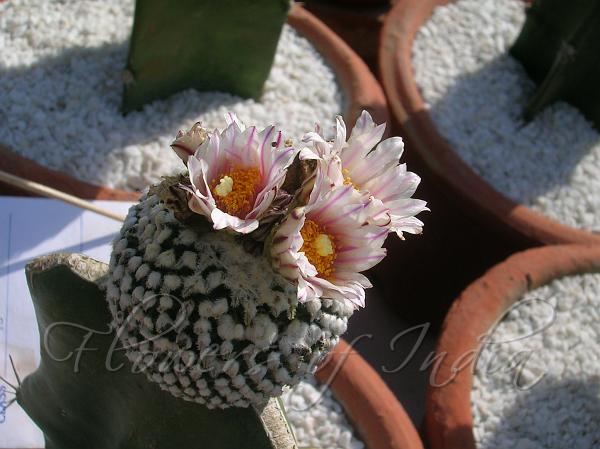 Hatchet Cactus